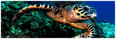 turtle at Perhentian Island